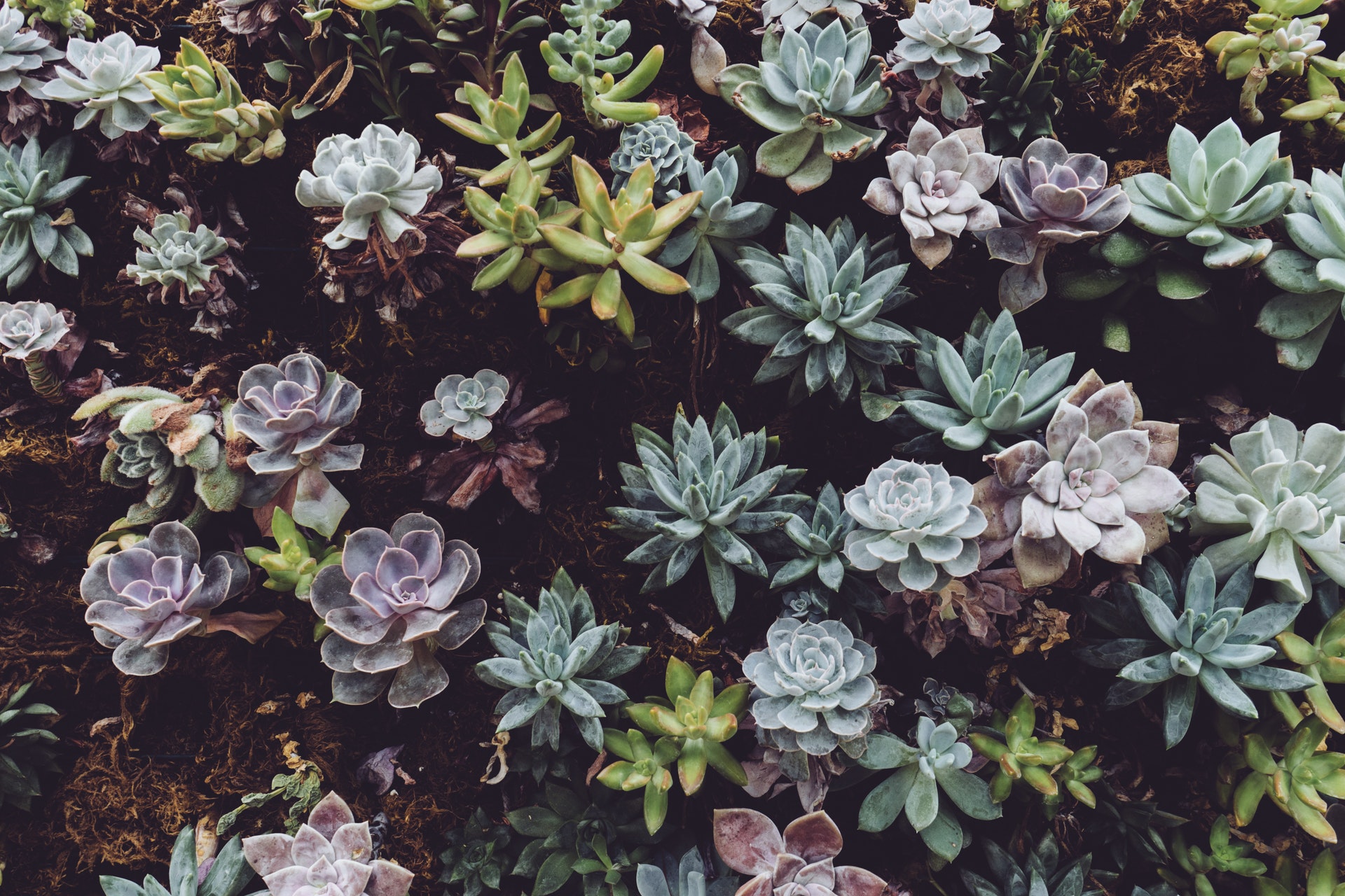 Batch of succulent plants in front yard of home