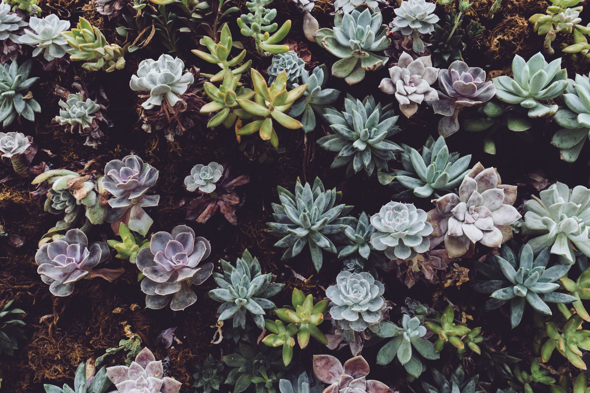 Batch of succulent plants in front yard of home